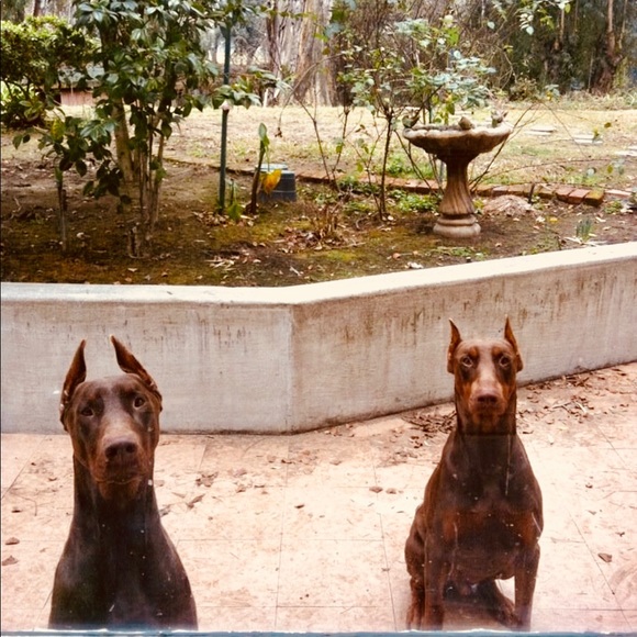 Meet your Posher, Serena - Picture 4 of 9